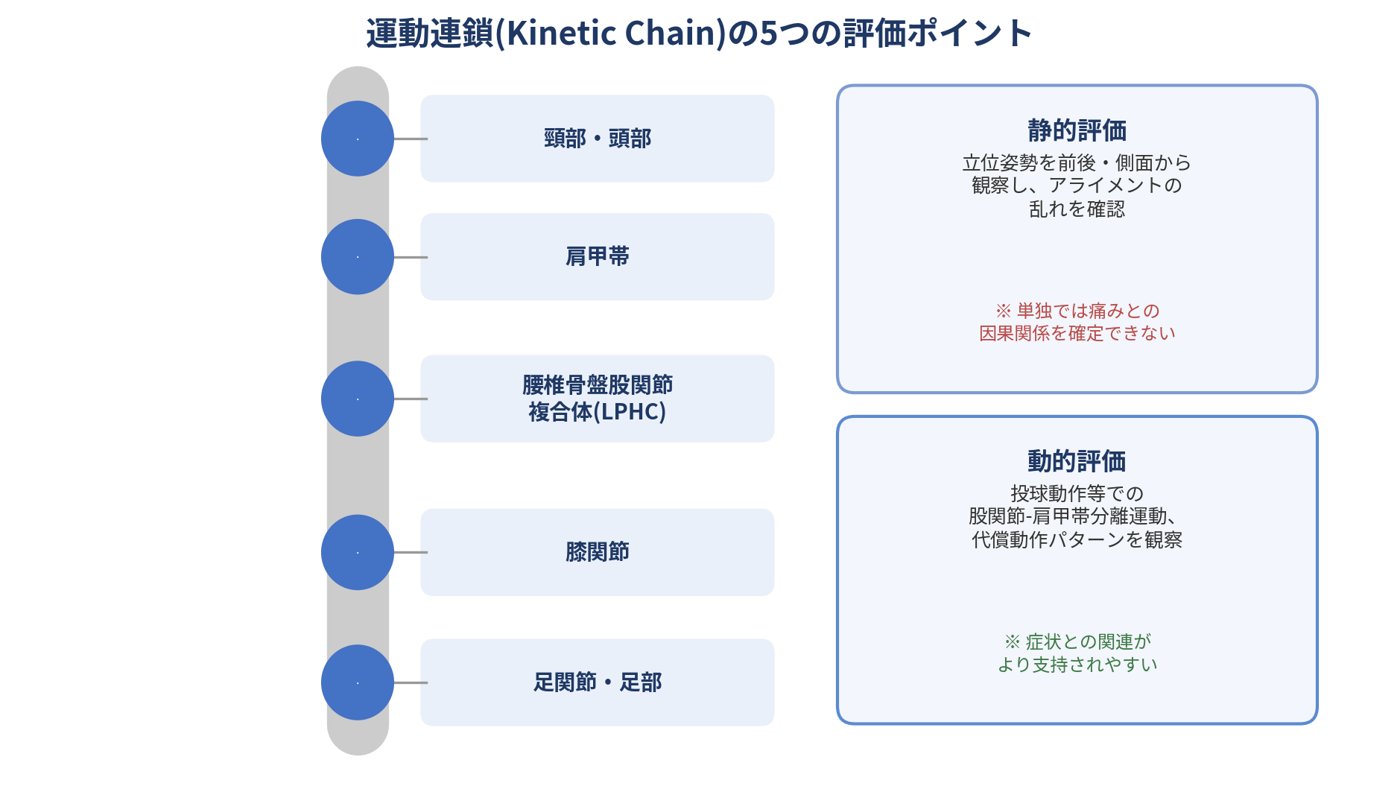 運動連鎖（Kinetic Chain）の5つの評価ポイントの図。頭部・頸部、肩甲帯、腰椎骨盤股関節複合体、膝関節、足関節・足部が縦に並び、静的評価と動的評価の説明が添えられている